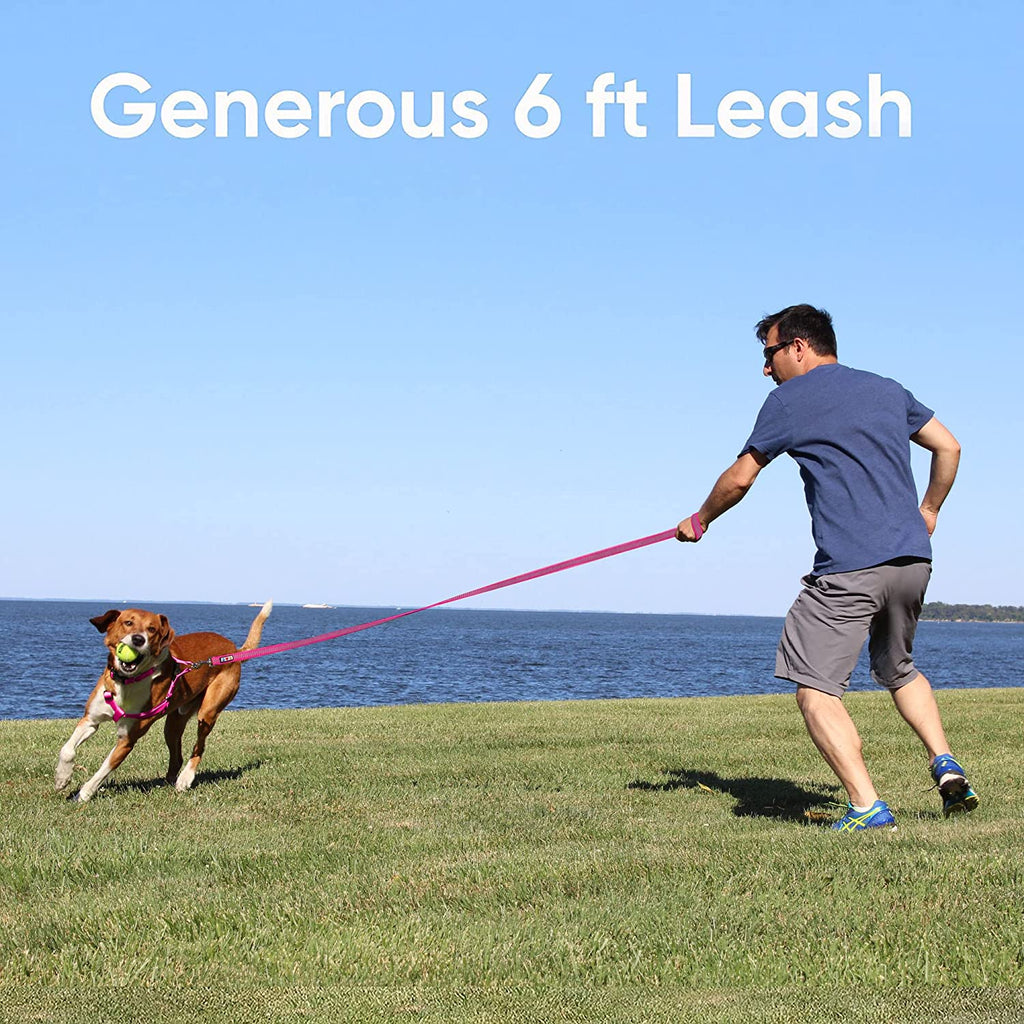 Aquamarine Reflective Traffic Dog Leash, X-Small/Small